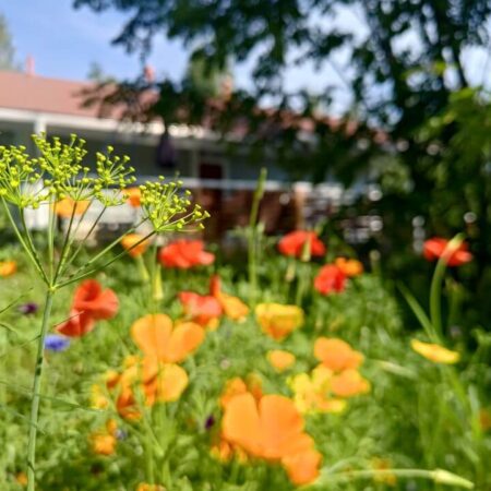 Miksi muuttaa Kuruun?